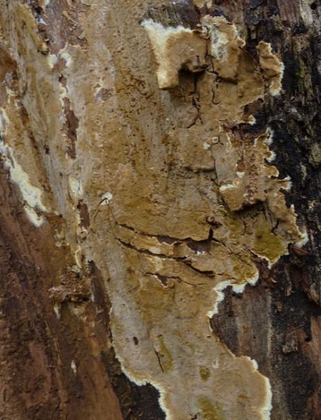 Fruit bodies covering horse chestnut in Harlow, UK.